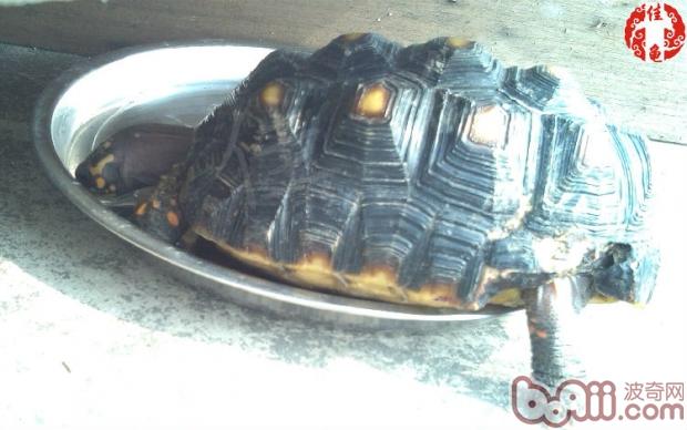 一例红腿陆龟被藏獒咬伤的病例