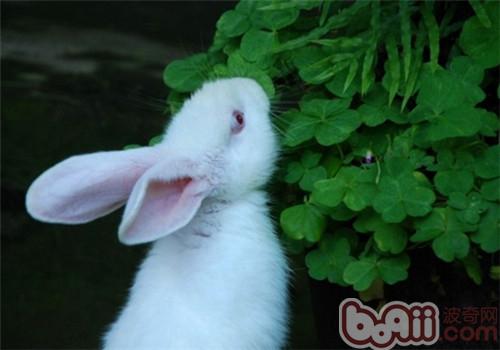 兔子可以吃花生吗|小宠喂食-波奇网百科大全
