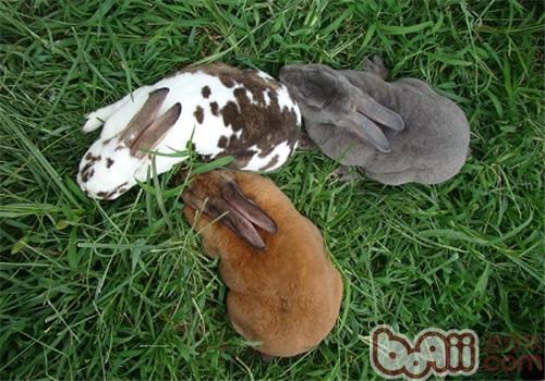 獭兔人工辅助配种法|小宠繁殖-波奇网百科大全