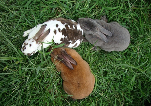 獭兔人工辅助配种法