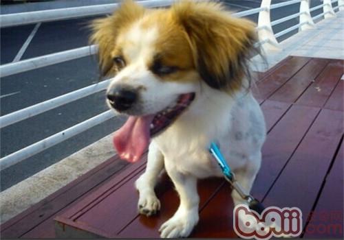 蝴蝶犬 蝴蝶犬