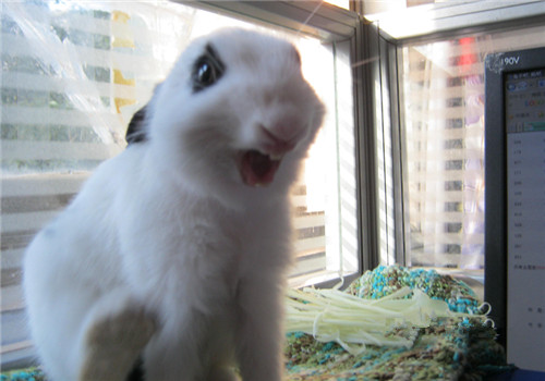 兔子吃纸是怎么回事