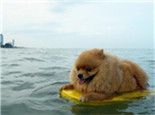 夏天带狗狗游泳需要注意哪些问题