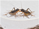 蟋蟀选种配对的注意事项