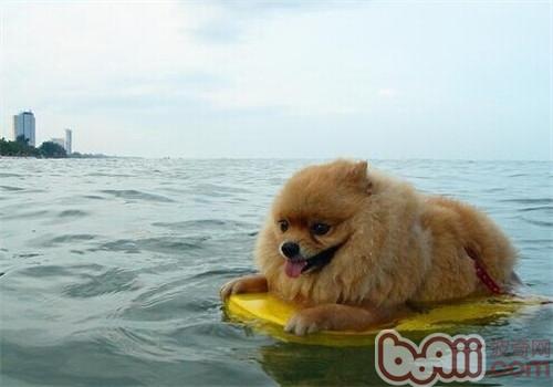 夏天带狗狗游泳需要注意哪些问题