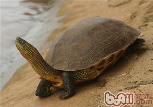 珍珠龟怎么养|爬虫品种-波奇网百科大全