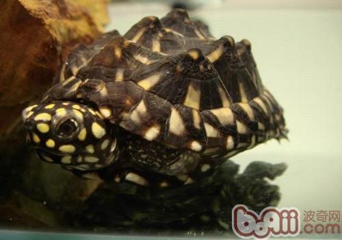 斑点池水龟的饲养心得