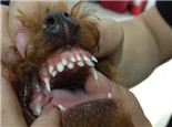 狗狗换牙期谨防双排牙