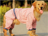 梅雨季节如何保持狗狗身体干燥