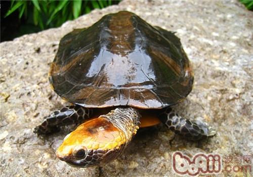 你知道龟粮如何保存吗？