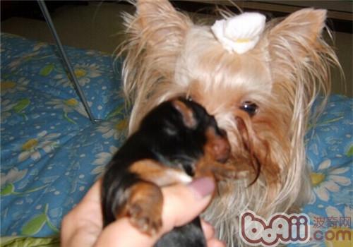母犬产后无奶的病因是什么-轻博客