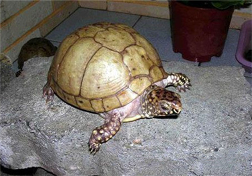 龟龟夏季饲养注意事项