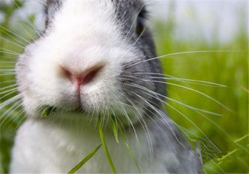 家兔常见的中毒病症及防治措施