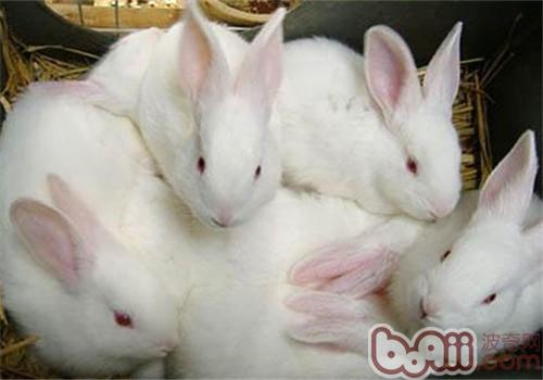新西兰兔球虫病的防治方法