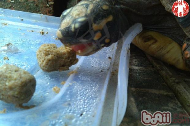 你认识这些陆龟饲料吗？