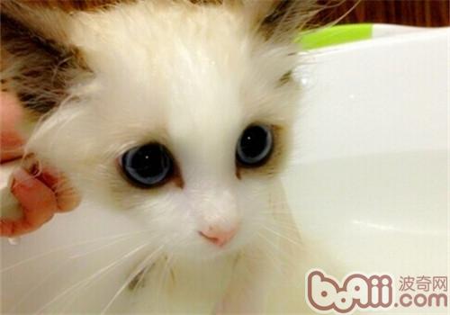 猫咪洗澡过程影响毛发