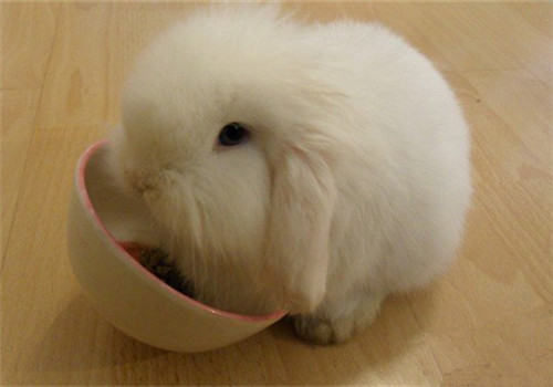 垂耳兔吃什么好