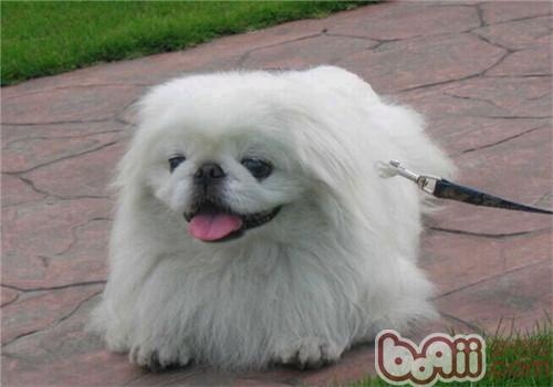 京巴狗败血症的征兆与治疗|狗狗常见病-波奇网