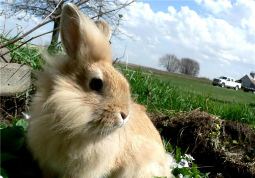 幼兔和青年兔的饲养管理方法