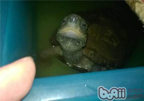 龟龟水中毒怎么办？
