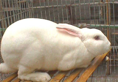 獭兔三种常见疾病的防治方法