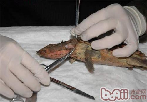 玛塔龟的尸检及解剖记录
