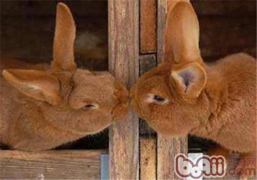 怎样训练兔子与你接吻？