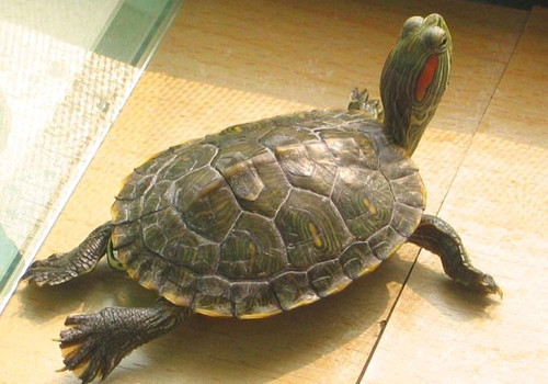 巴西红耳龟的养护要点