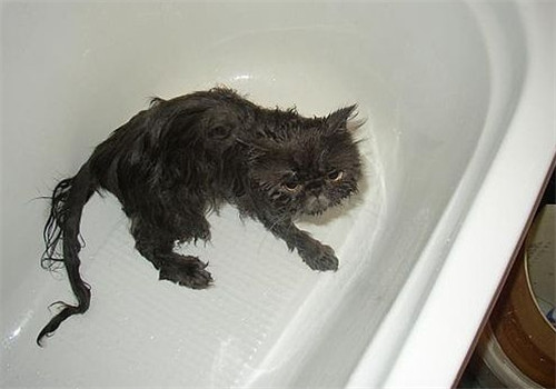 給貓咪洗澡的七個注意與十個步驟
