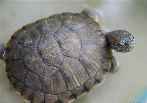 巴西紅耳龜的形態特征