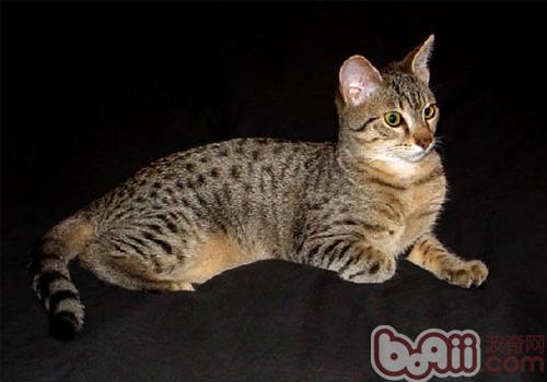 埃及猫 埃及猫