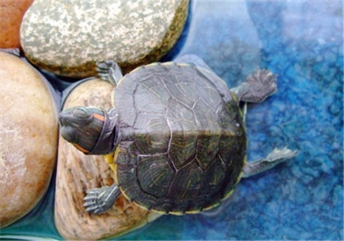 巴西红耳龟的生活环境设置