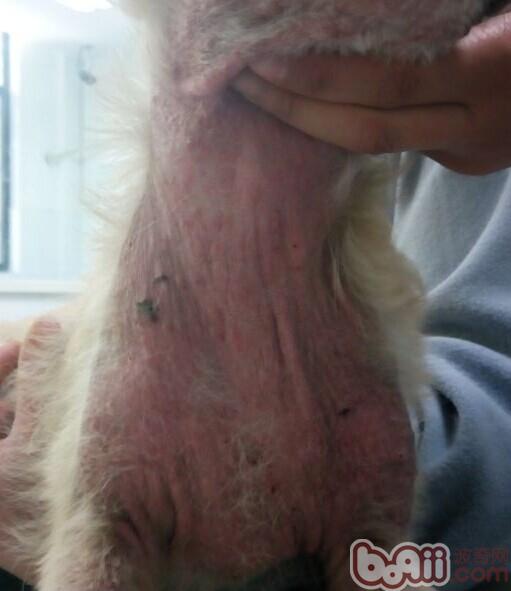 犬蠕形螨的诊断与治疗