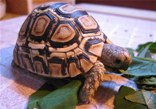 什么陆龟最难养呢？
