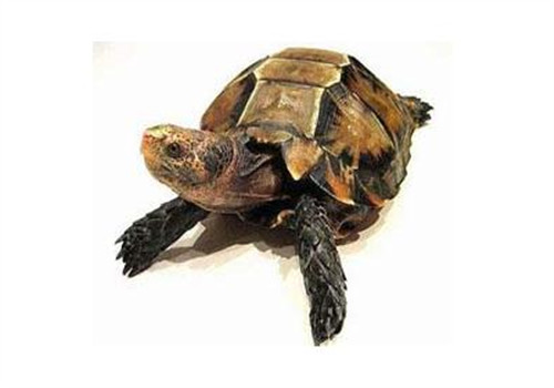 凹甲陆龟的外形特征