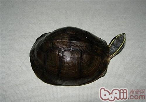 安布闭壳龟的形态特征