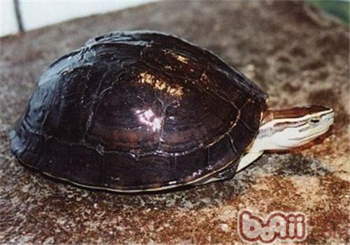 安布閉殼龜品種簡介