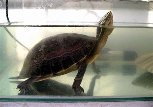安布閉殼龜飼養環境介紹