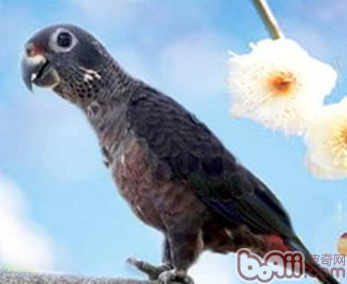 暗色鹦鹉的品种简介|小宠品种-波奇网百科大全