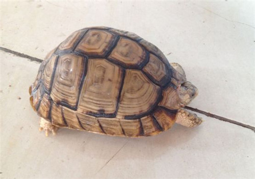 埃及陆龟的形态特征