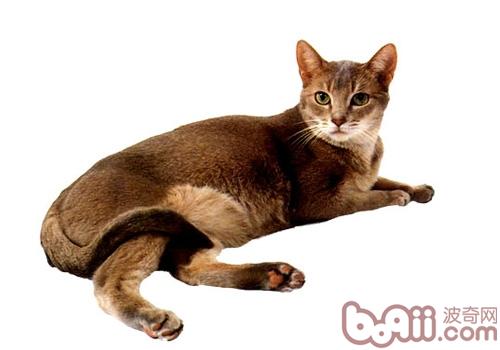 阿比西尼亚猫 阿比西尼亚猫
