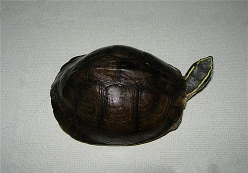 安布閉殼龜的形態特征