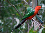 澳洲国王鹦鹉的形态特征
