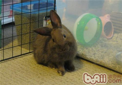 兔子歪头病是耳炎引起的吗？