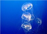 海月水母的水质要求