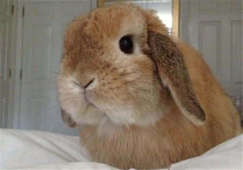 怎样预防兔子的耳炎？