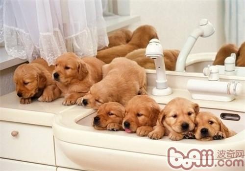 狗狗洗澡时需要注意的事项