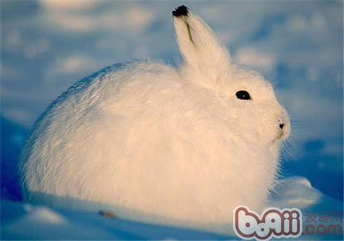 怎样帮助兔子过冬