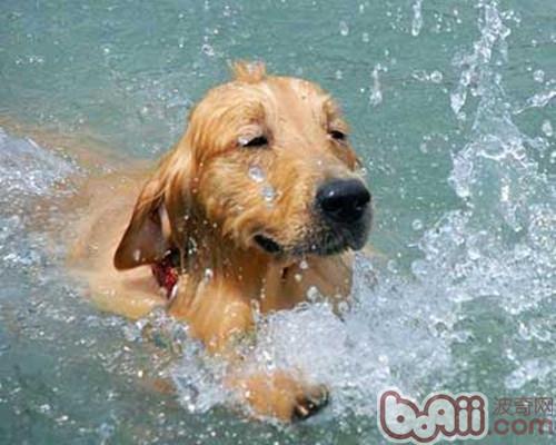 哪些狗狗更擅長游泳