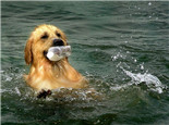 夏季狗狗游泳注意事项
